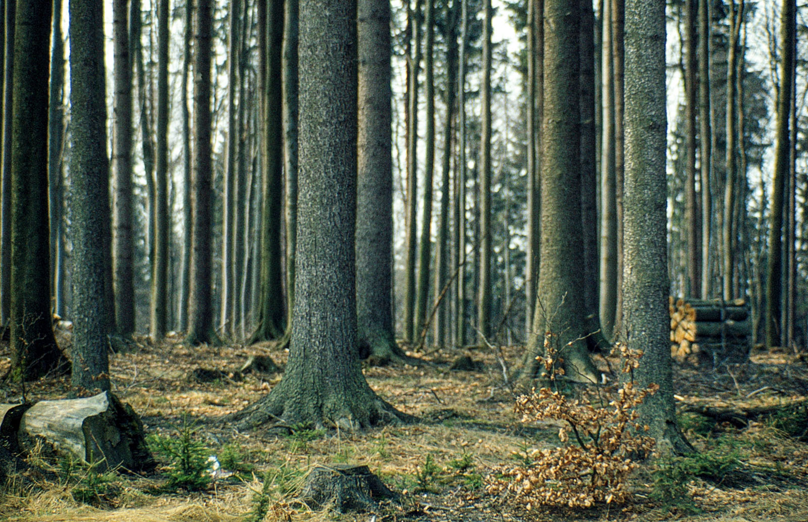 Fichtenwald mit viel Platz für die großen Bäume